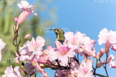 Beautiful bird in the flowers