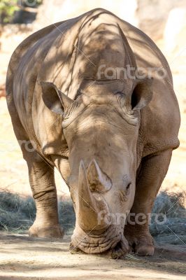 Adult Rhino