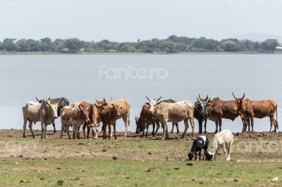Cattle drinking water by the lake