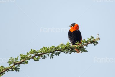 Black-winged Red Bishop