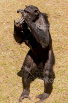 Chimp communication Chimp communication