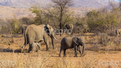 Elephants in the wild Elephants in the wild
