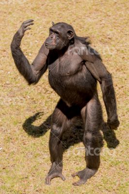 Chimp communication Chimp communication