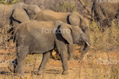 Elephants in the wild