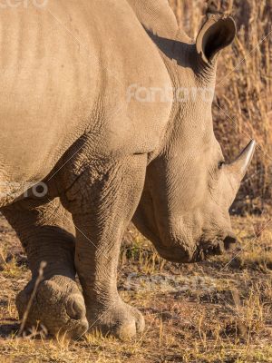 A rhino grazing