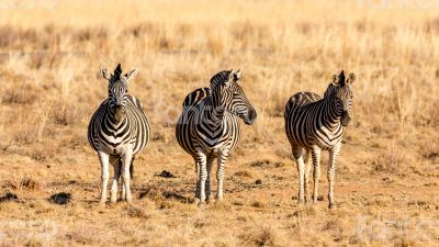 The three zebra musketeers