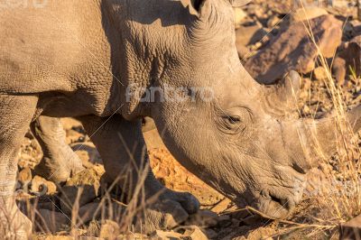 A rhino grazing