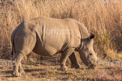 A rhino grazing