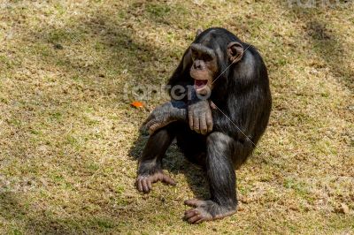 Chimp communication