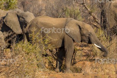 Elephants in the wild Elephants in the wild