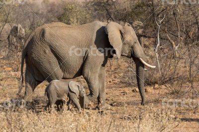 Mother and baby elephants