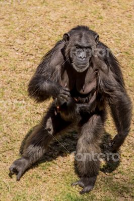 Female chimp
