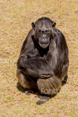 Chimp communication