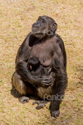 Chimp communication