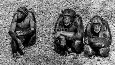 Three wise chimps