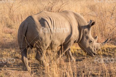 A rhino grazing