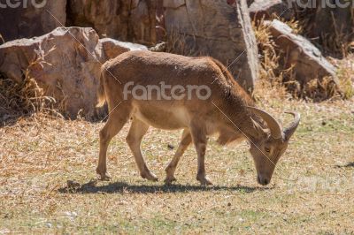 Barbary Sheep