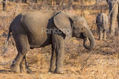 Young Elephant in the wild