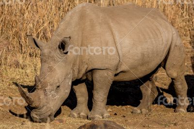 A rhino grazing