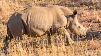 A rhino grazing A rhino grazing