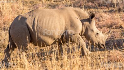 A rhino grazing