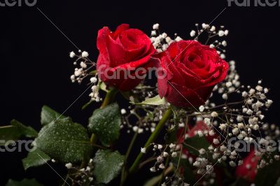 Red rose Red rose