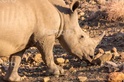 A rhino grazing