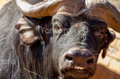Smiling buffalo