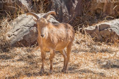 Barbary Sheep