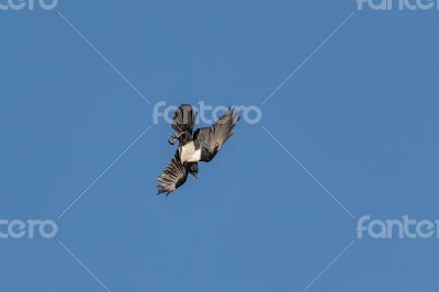 Crow taking a nose dive