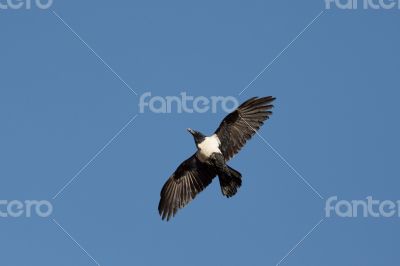 Crow in mid flight