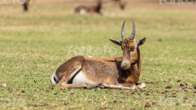 Blesbok