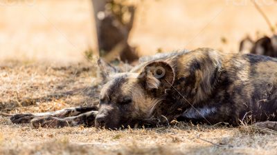 African wild dog