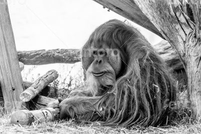 The old orangutan