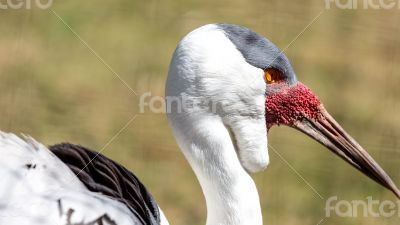 Wattled Crane