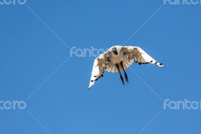 A Crane in flight