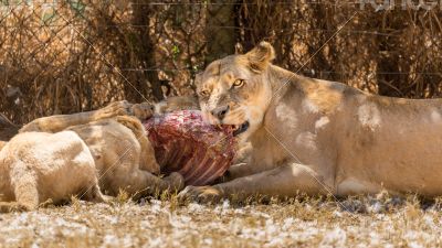 Lioness eating with her cubs