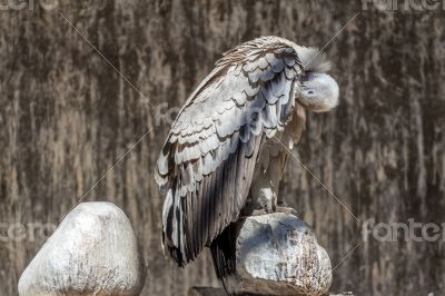 Cape Vulture Cape Vulture