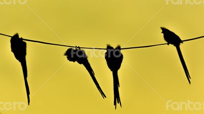 Speckled Mousebird hanging on wire