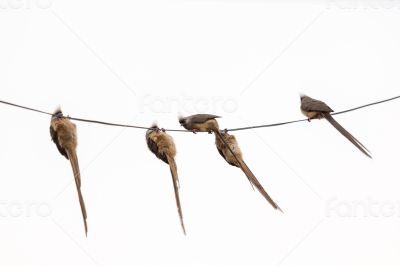 Speckled Mousebird hanging on wire