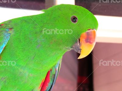 Green Male  Eclectus Parrot Posing for the Camera