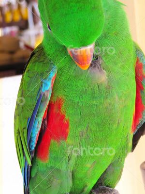Green Male  Eclectus Parrot Plucking its Feathers
