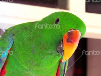 Green Male  Eclectus Parrot Looking at the  Camera