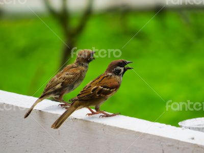 Couple of Pine Siskin Birds Singing to Each Other