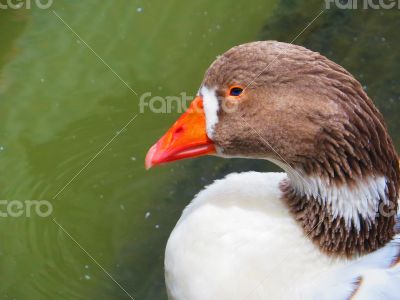 Greylag Goose Closeup on water