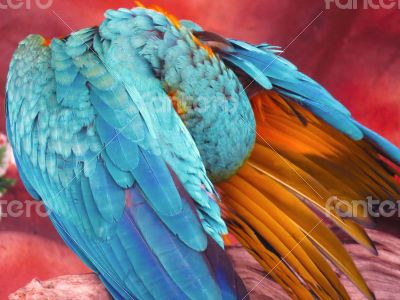 Blue and Orange Macaw Closeup