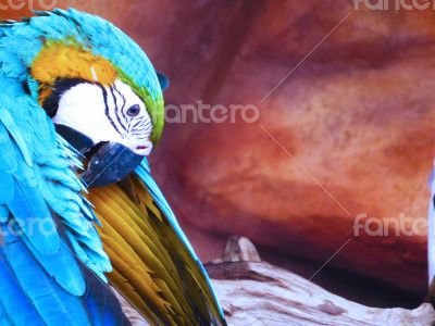 Blue and Yellow Macaw Closeup