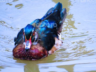 Young Mandarin Duck