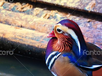 Adult Clolorful  Mandarin Duck on Shade