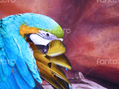 Blue and Yellow Plucking his Feathers